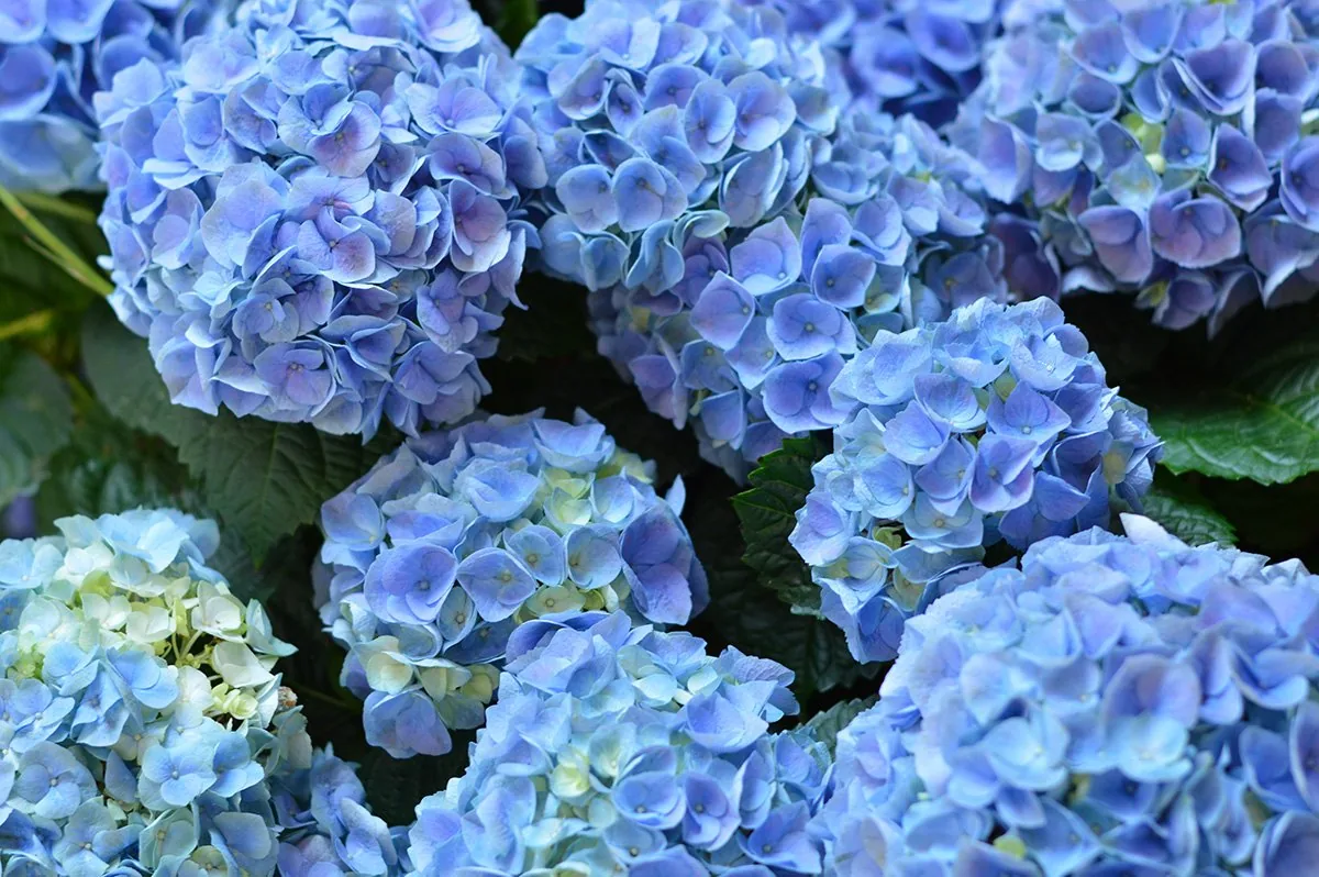 Step into Paradise: Galleria’s Spring Escape